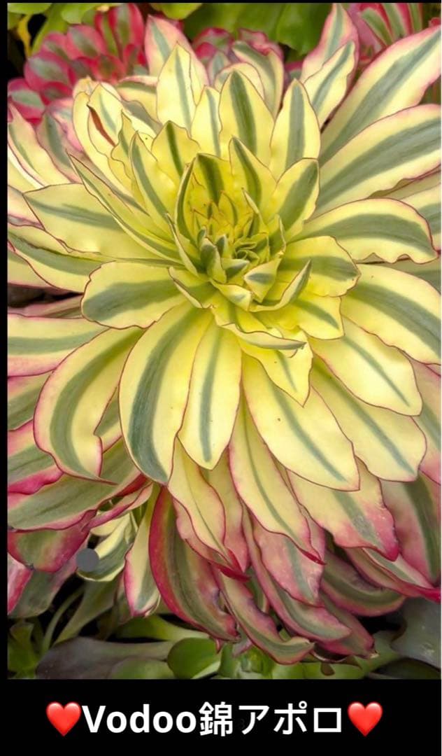 多肉植物アエオニウム錦❤️Vodoo錦❤️ ❤️ ブードゥー錦 ❤️