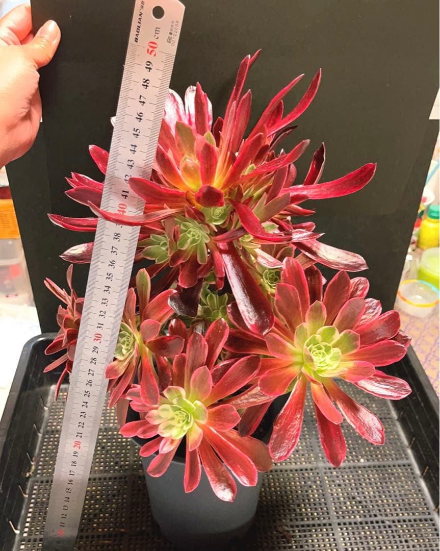 30#多肉植物❤️アエオニウム錦❤️ウエディングドレス❤️1大頭20小頭33cm拔き苗