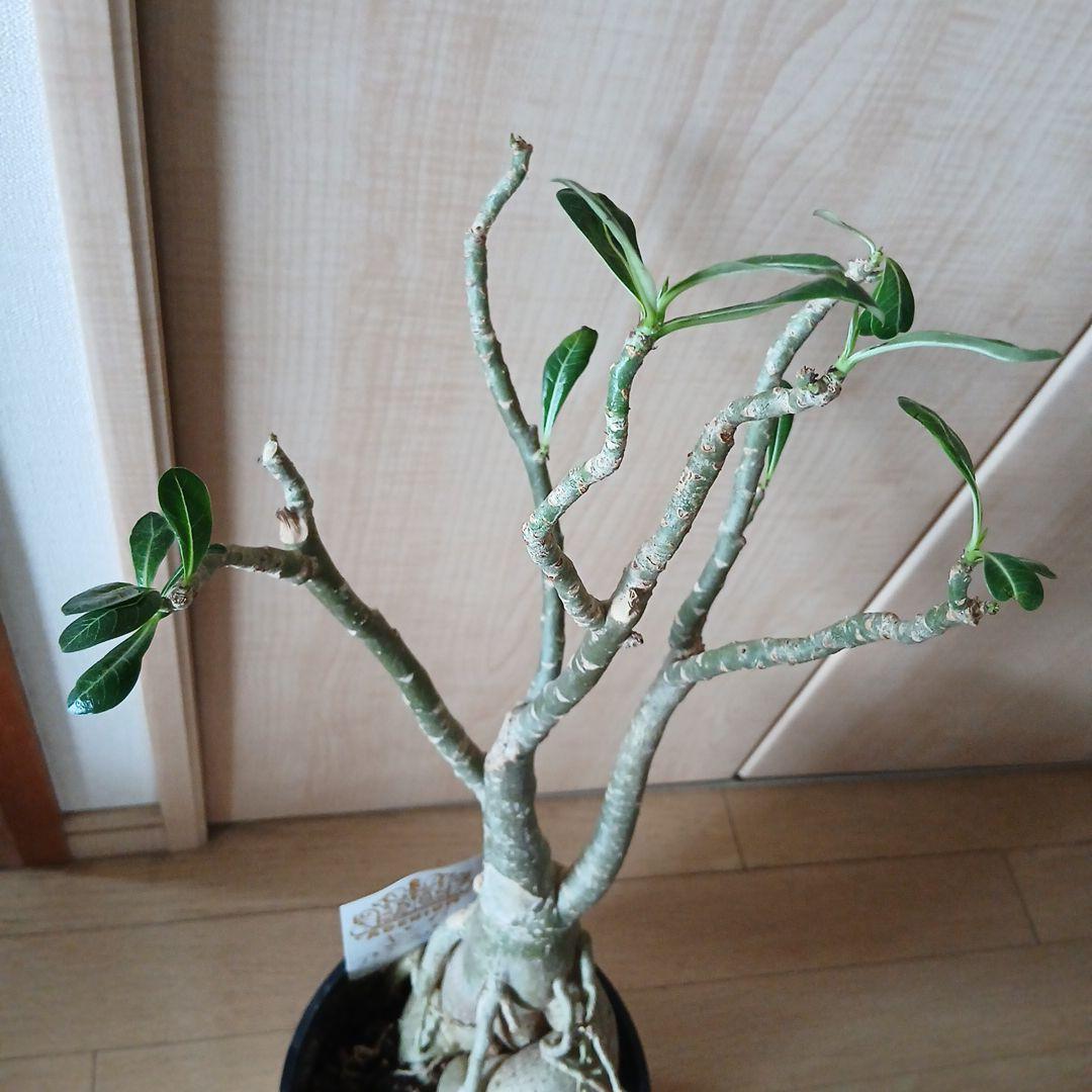 多肉植物　キングアデニウムKing Adenium 歪な樹形が特徴　新春特売