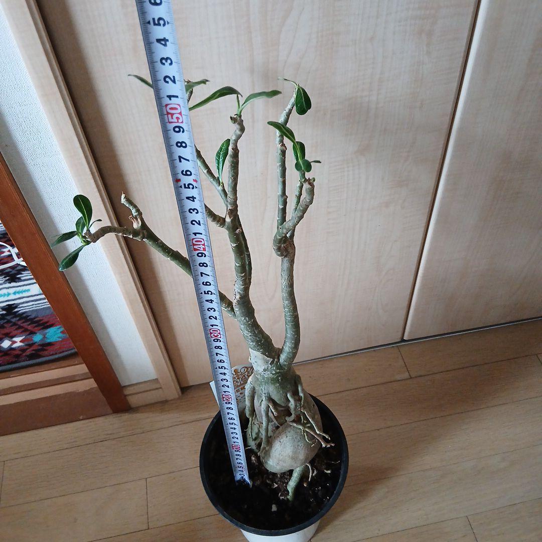 多肉植物　キングアデニウムKing Adenium 歪な樹形が特徴　新春特売