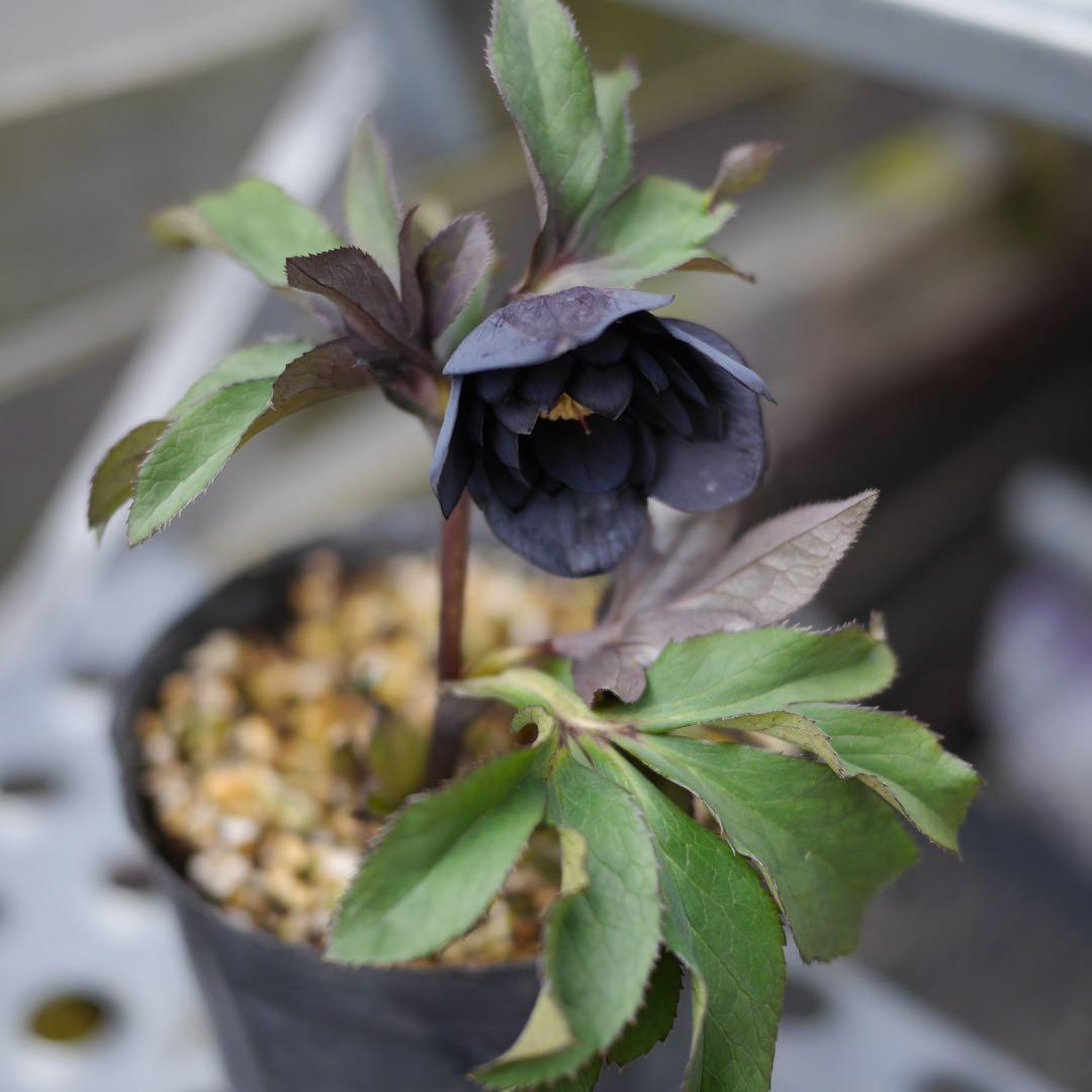 ブラックダブル　クリスマスローズ　開花株