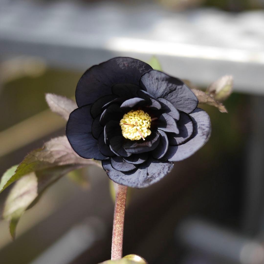 ブラックダブル　クリスマスローズ　開花株