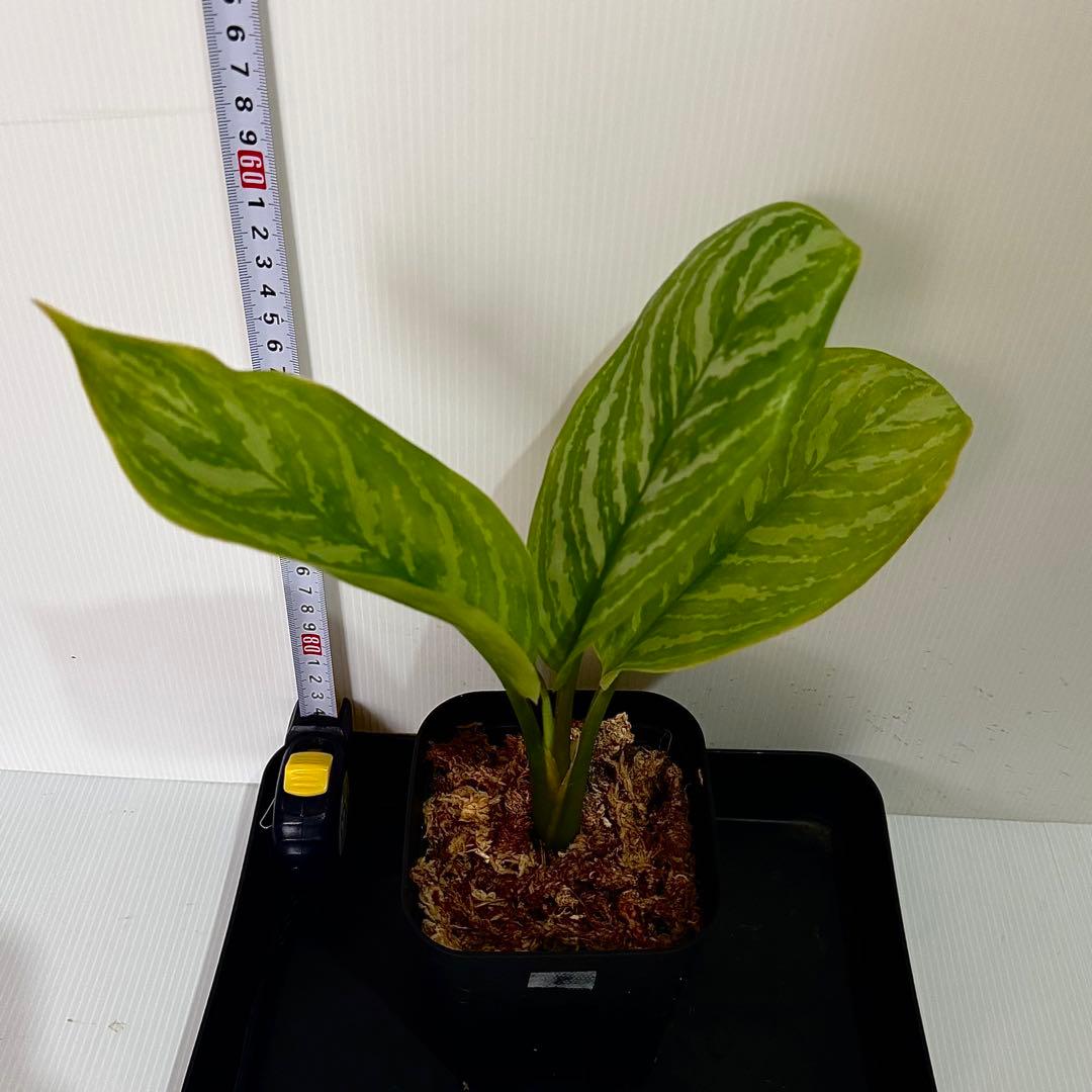アグラオネマ ニティドゥム カーティシー 観葉植物 LEON レオン 8