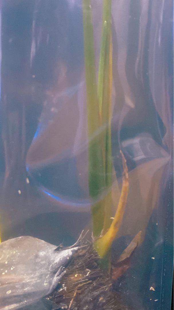 激レア！ ニッパヤシ 椰子 水生植物 発根済み