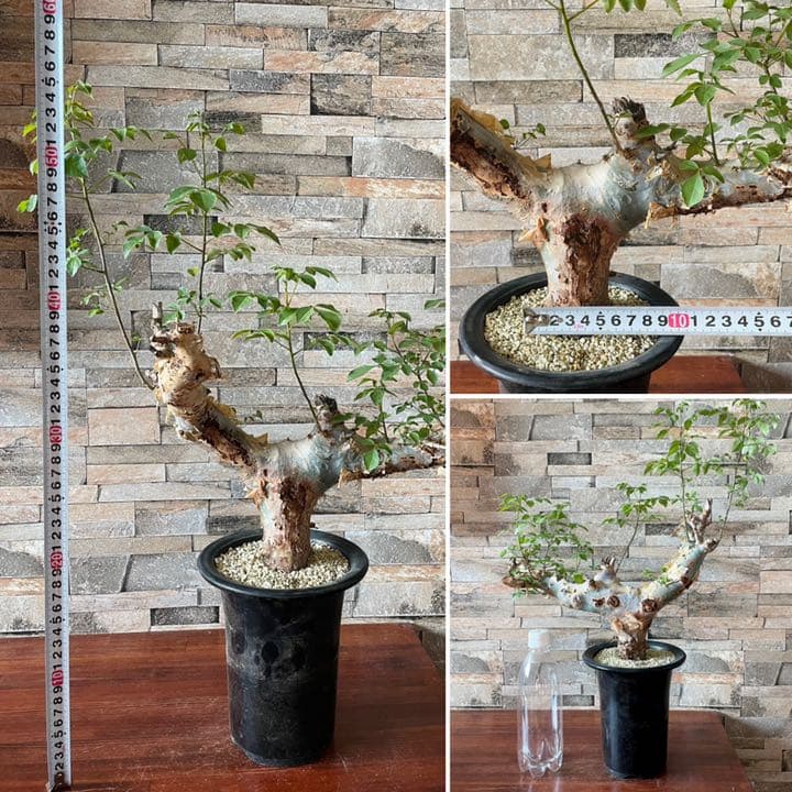 コミフォラ　カタフ　ターカネンシス　灌木　塊根植物　コーデックス