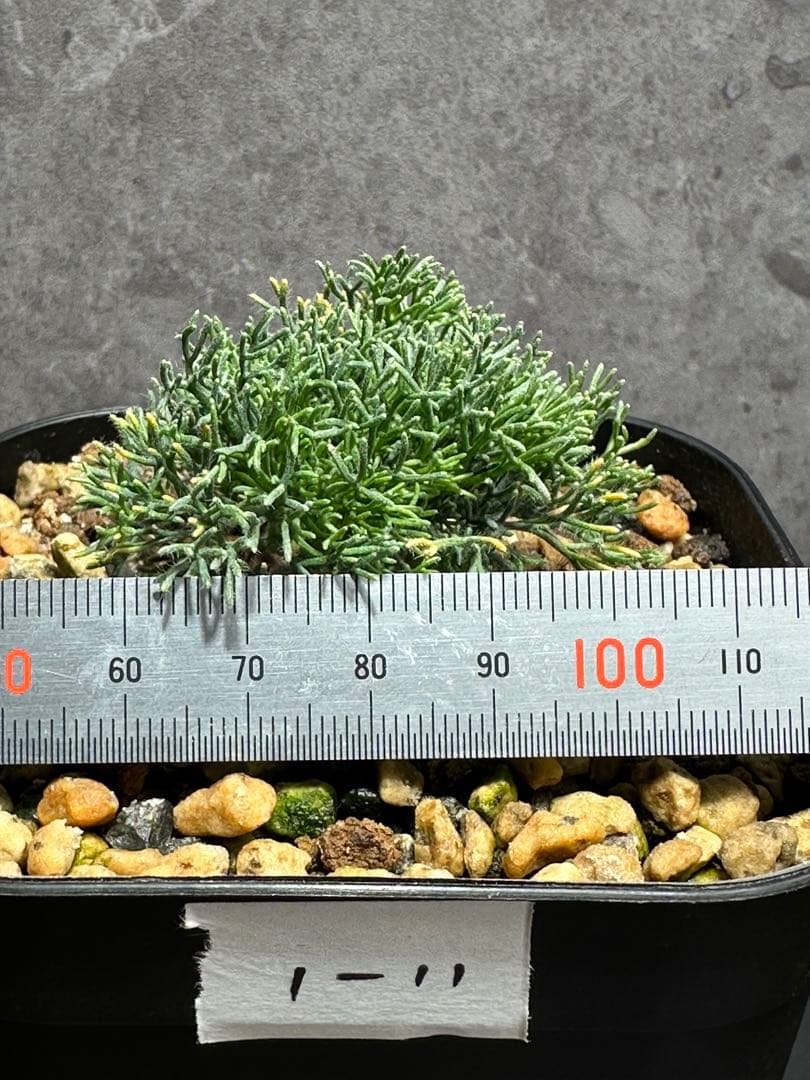 モンソニア　ペニクリナム　実生　1-11 サルコカウロン　ペニクリナ　冬型　塊根