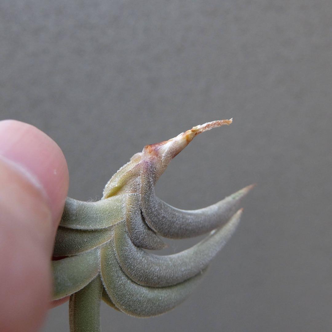 Tillandsia gilliesii 花芽つき