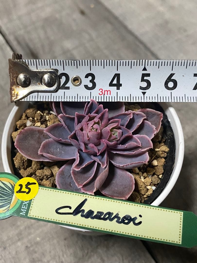追加25 希少　原種　チャザロイ　Echeveria chazaroi