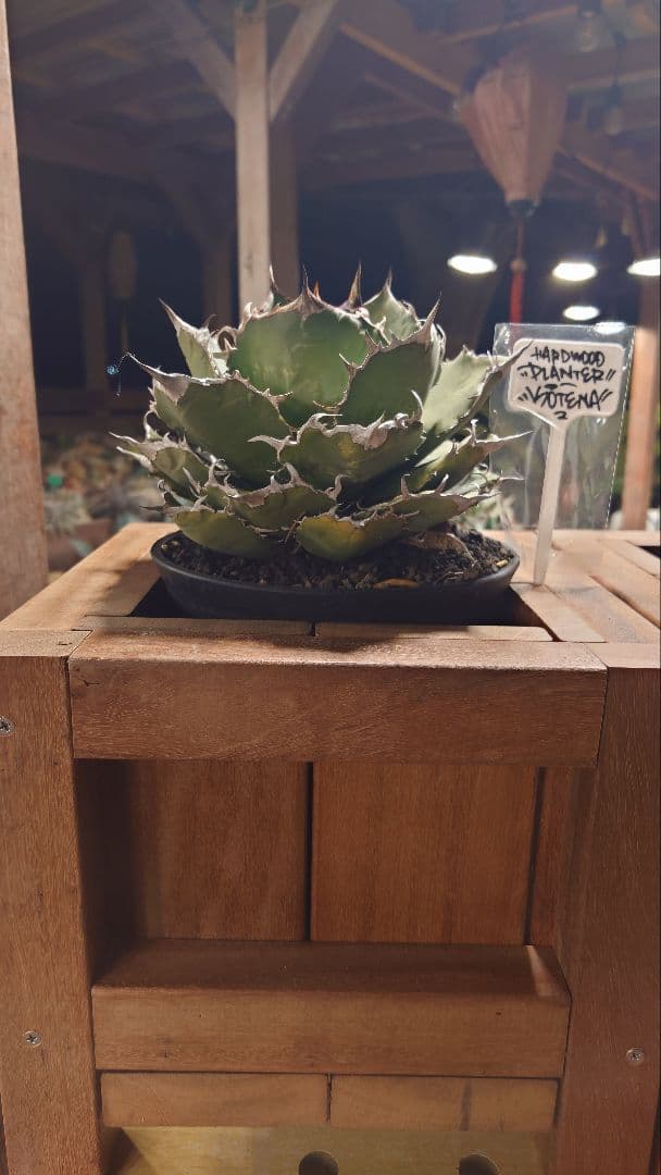 ハードウッド プランター ウッドプランター 本体のみ