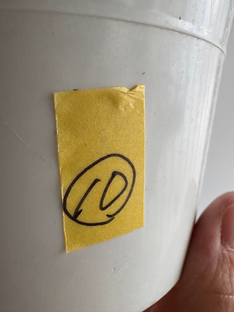 ごろ