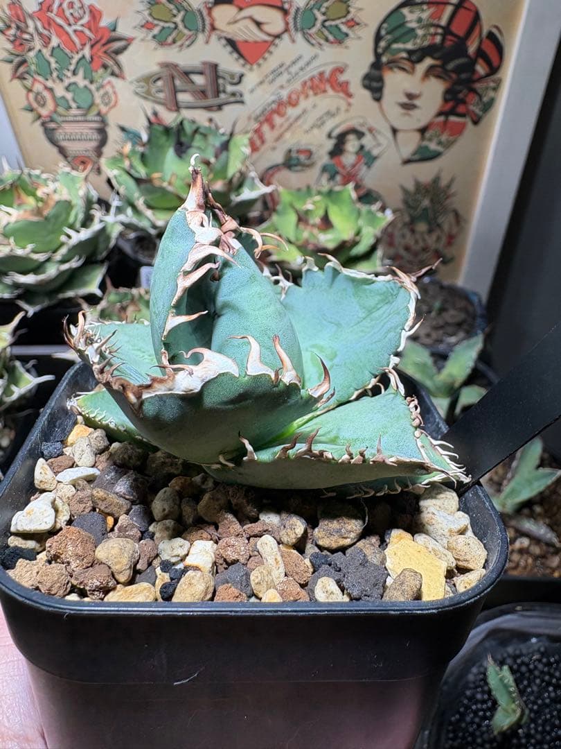 アガベOteroi Oaxaca seedling