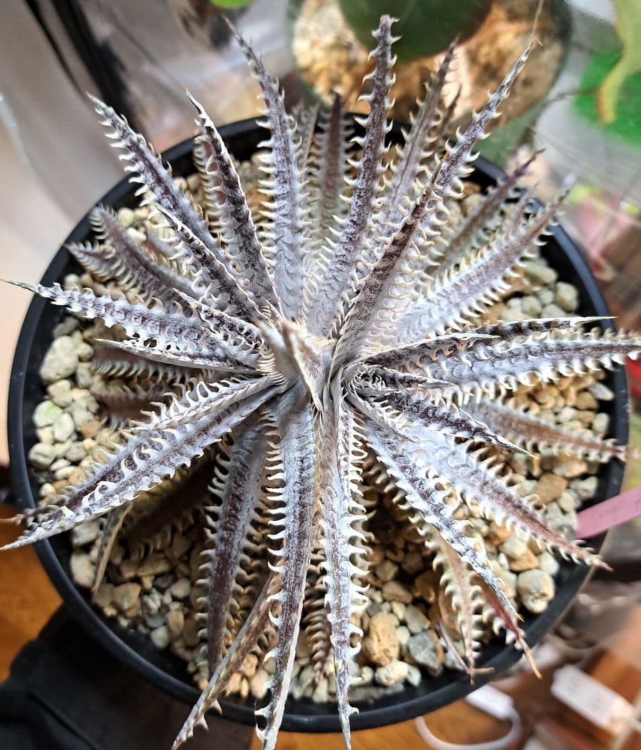 ブロメリア・エアープランツ Dyckia hybrid