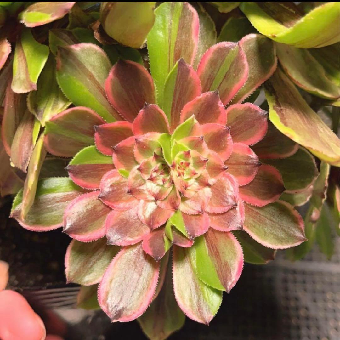 23#多肉植物アエオニウム錦❤️花顏ピンクディジー❤️1大頭7小頭23cm拔き苗