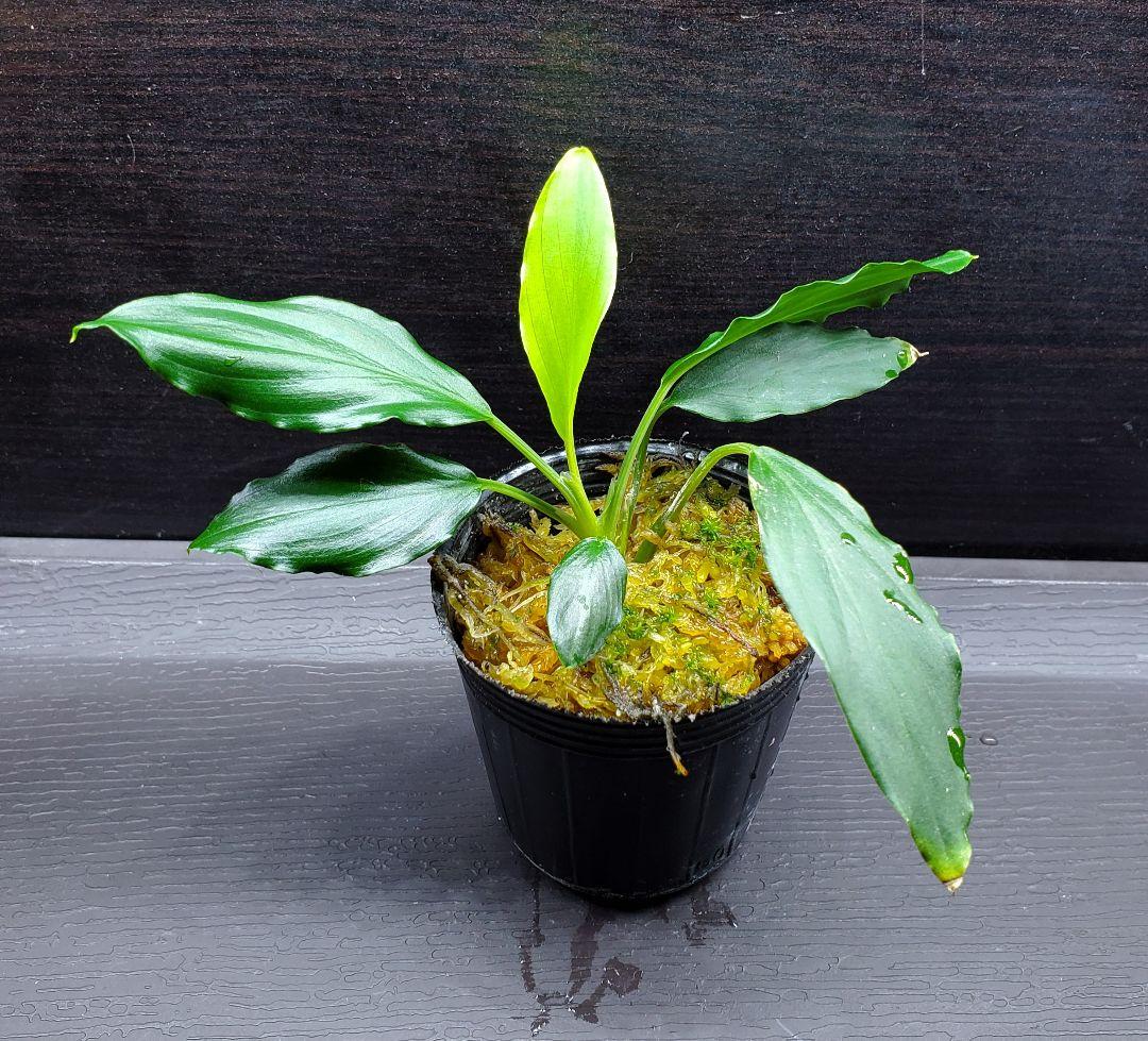 ホマロメナ sp. フミリス タシクマラヤ 熱帯植物　Homalomena