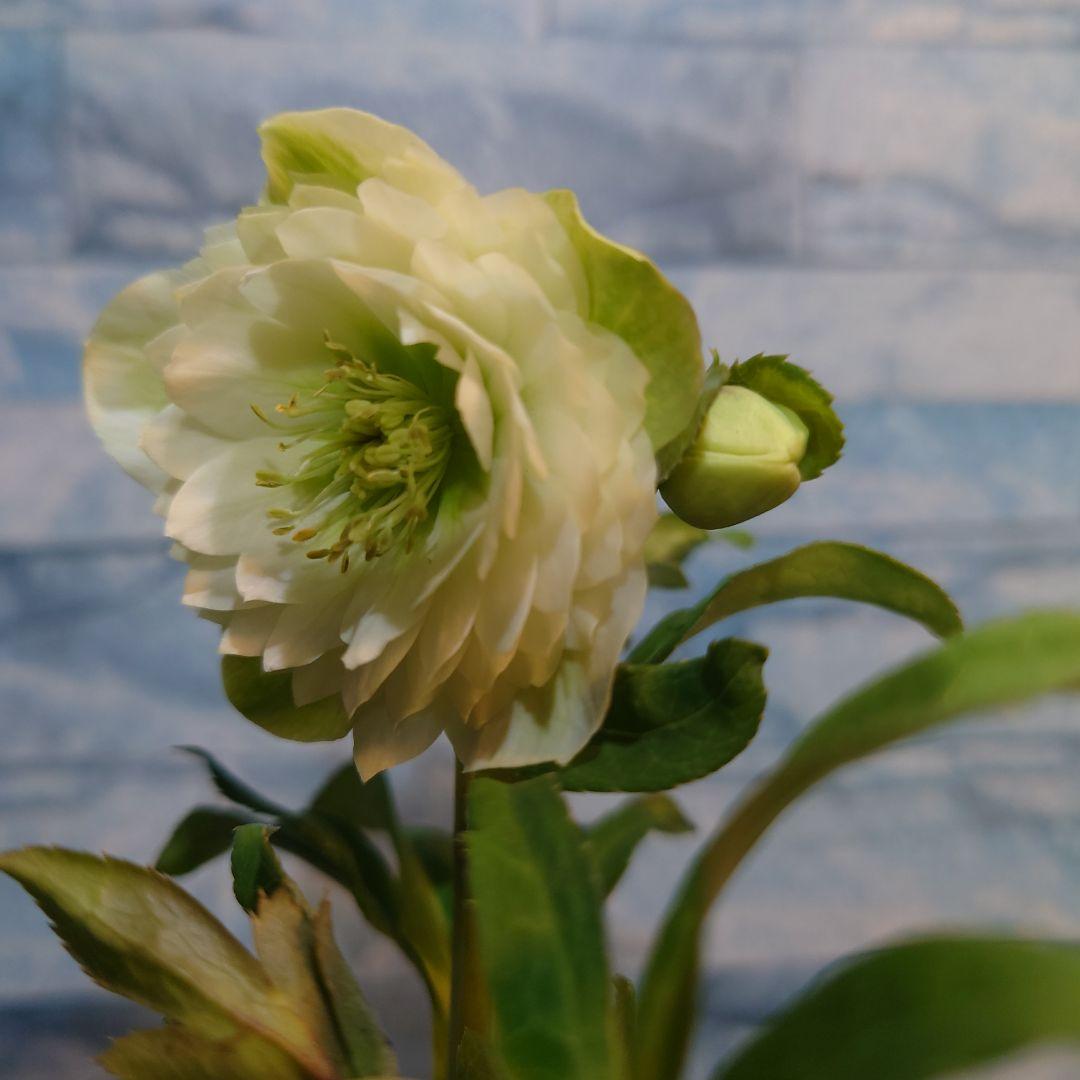 ☀️ クリスマスローズ開花株☀️ 6号スリットポット植え ☀
