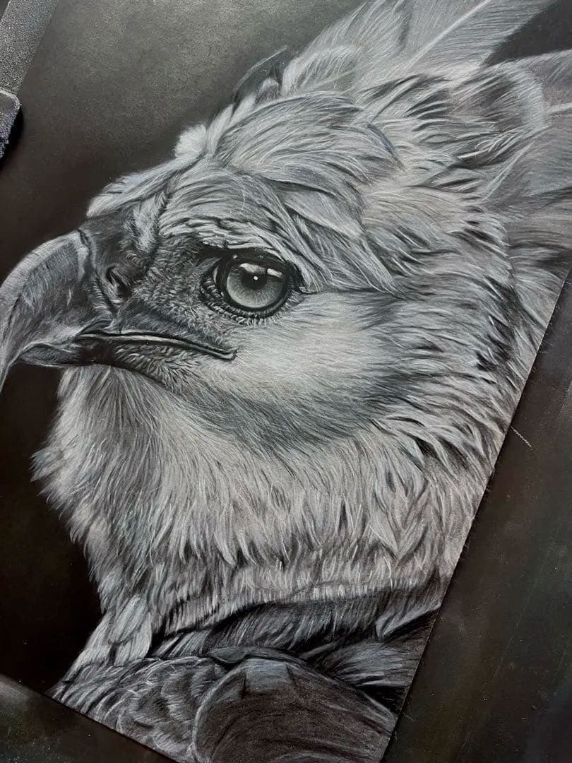 オウギワシ（ハーピーイーグル）　色鉛筆画