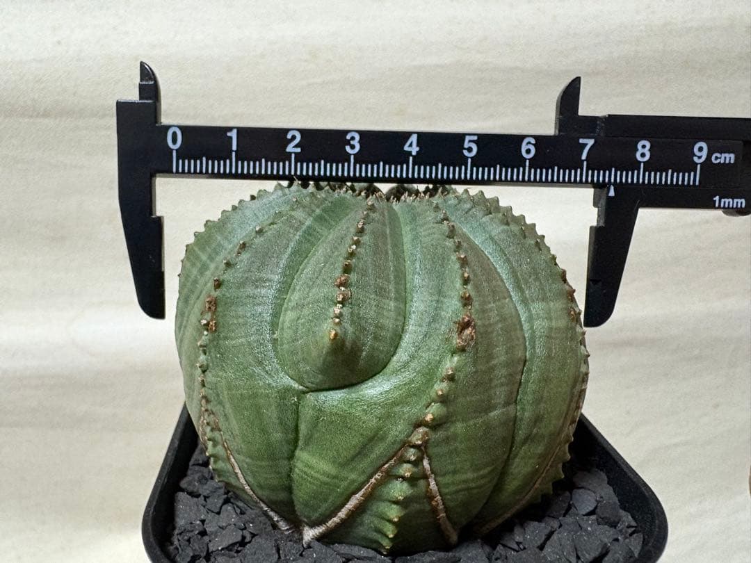 オベサ　多稜　7.5cm幅
