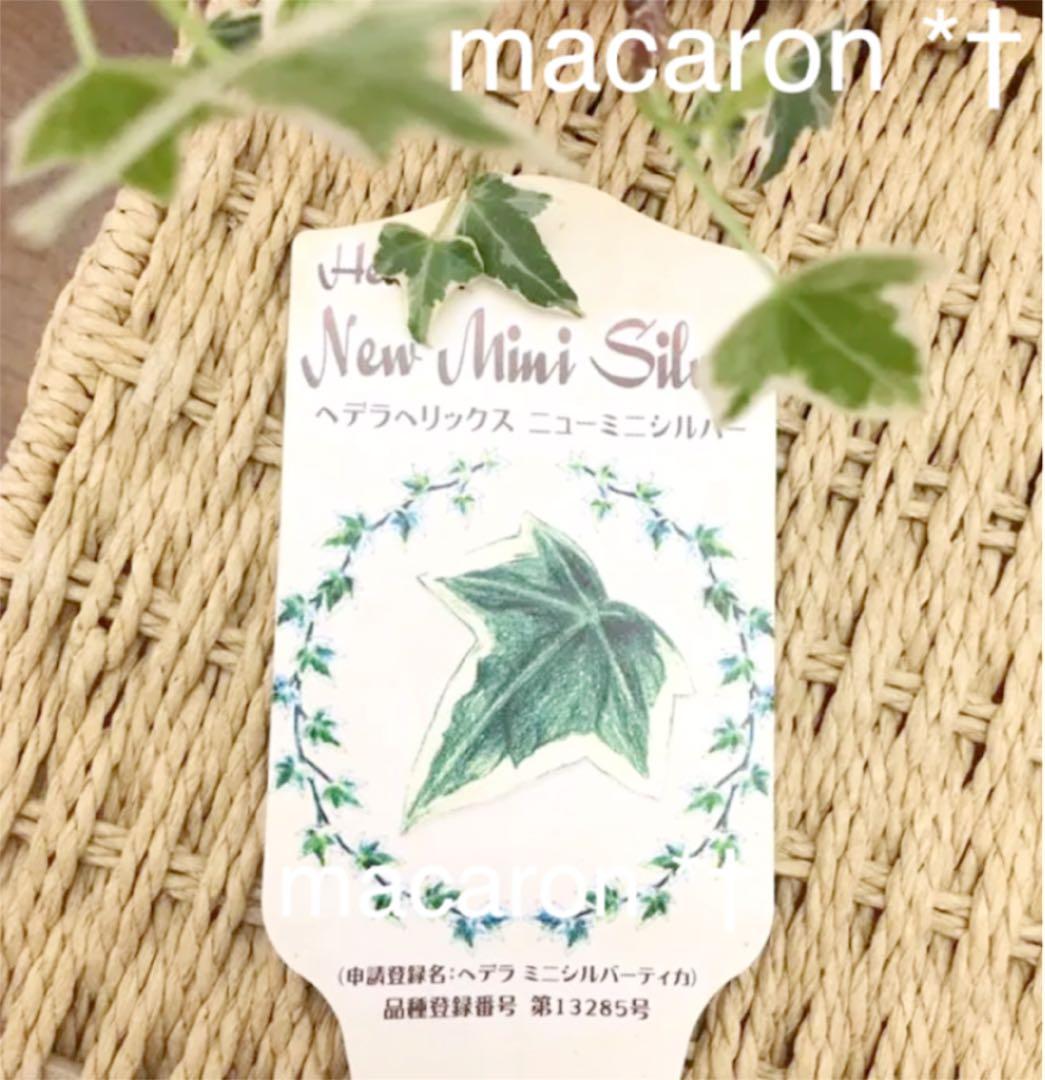 ♡ご確認&ご連絡用♡ニューミニシルバー＊根付きカット枝♡