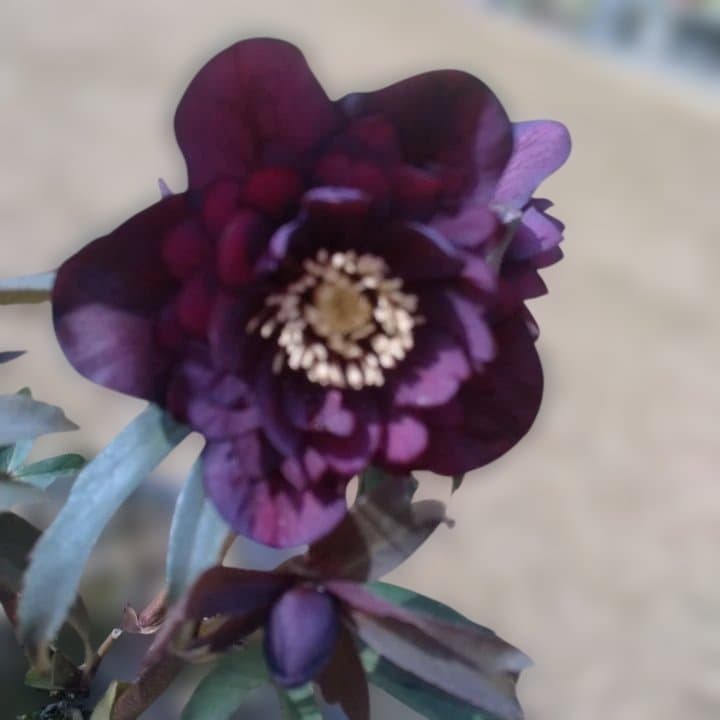 広瀬園芸。ヘレボルス(八重) パープル No58開花株。