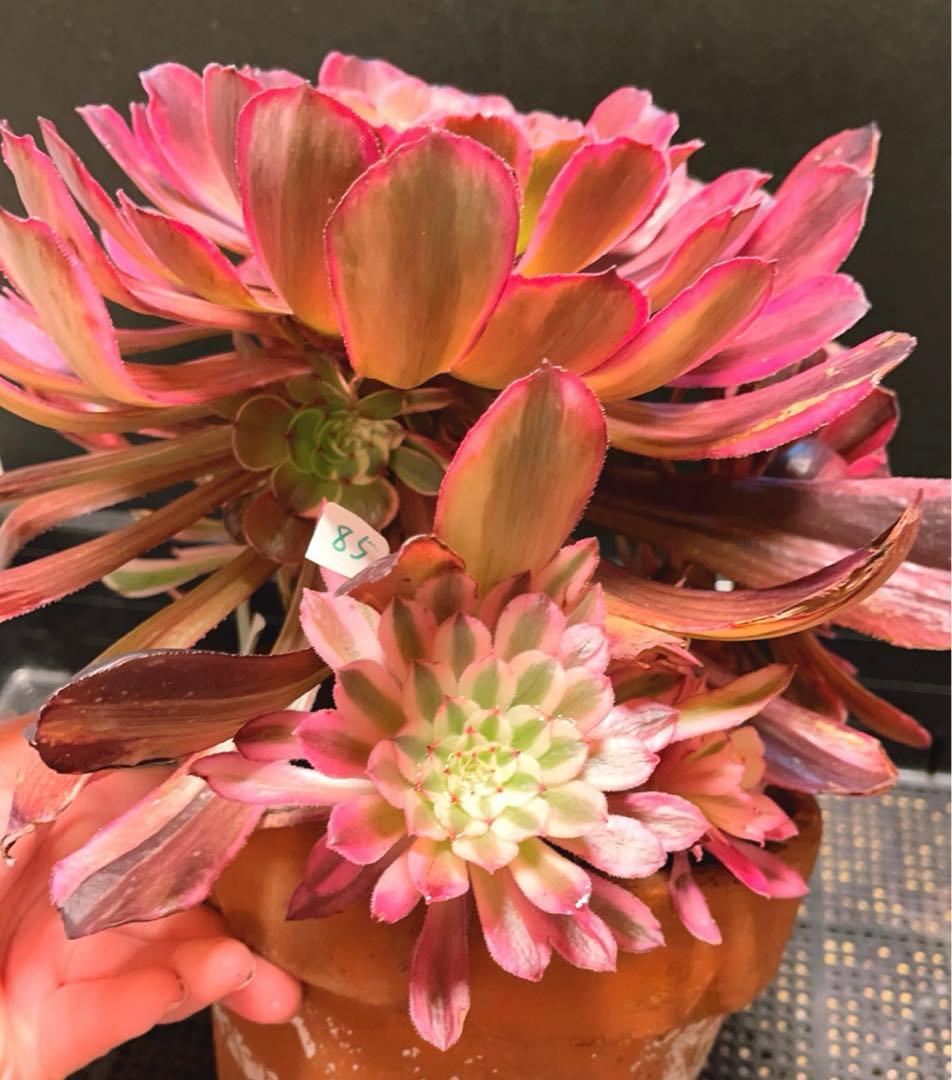27#多肉植物アエオニウム錦❤️ 雲彩❤️1大頭6小頭4-6子芽28cm拔き苗