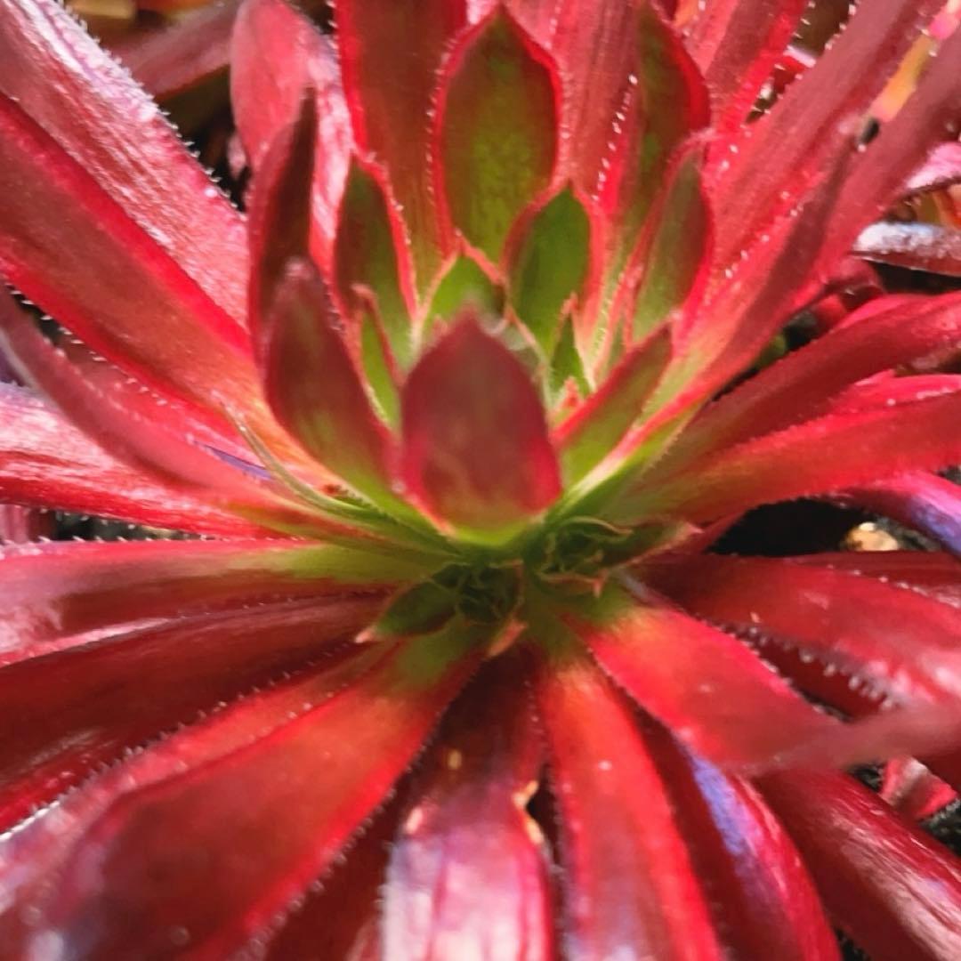 35#多肉植物アエオニウム錦❤️コーニッシュトリビュート錦❤️1頭3芽14cm拔き苗