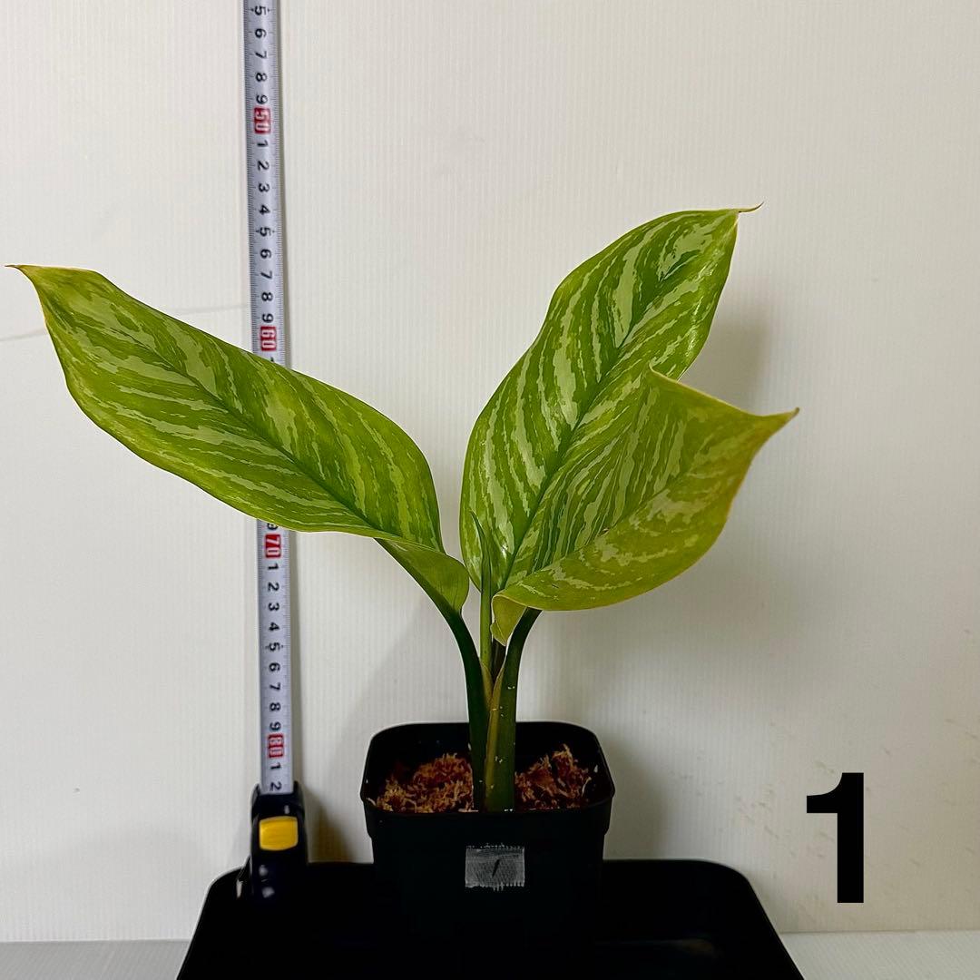 アグラオネマ ニティドゥム カーティシー 観葉植物 LEON レオン 1