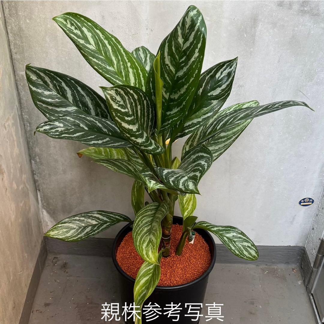 アグラオネマ ニティドゥム カーティシー 観葉植物 LEON レオン 1