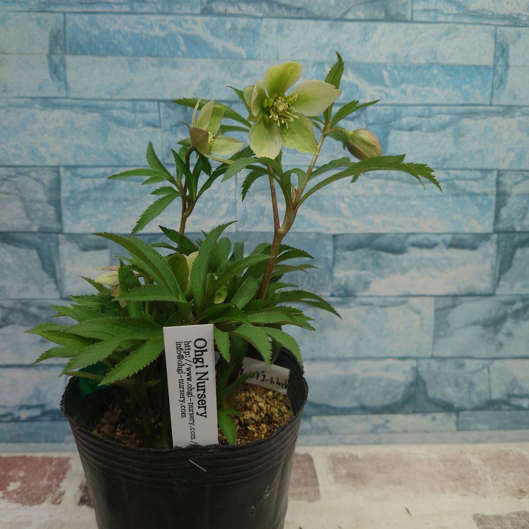☀️クリスマスローズ開花株❗☀️4号ロングポット植え☀