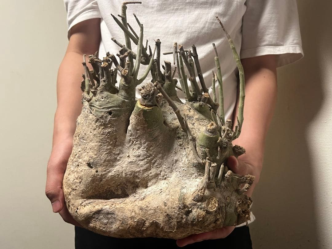 アデニアペチュエリー　ベアルート株