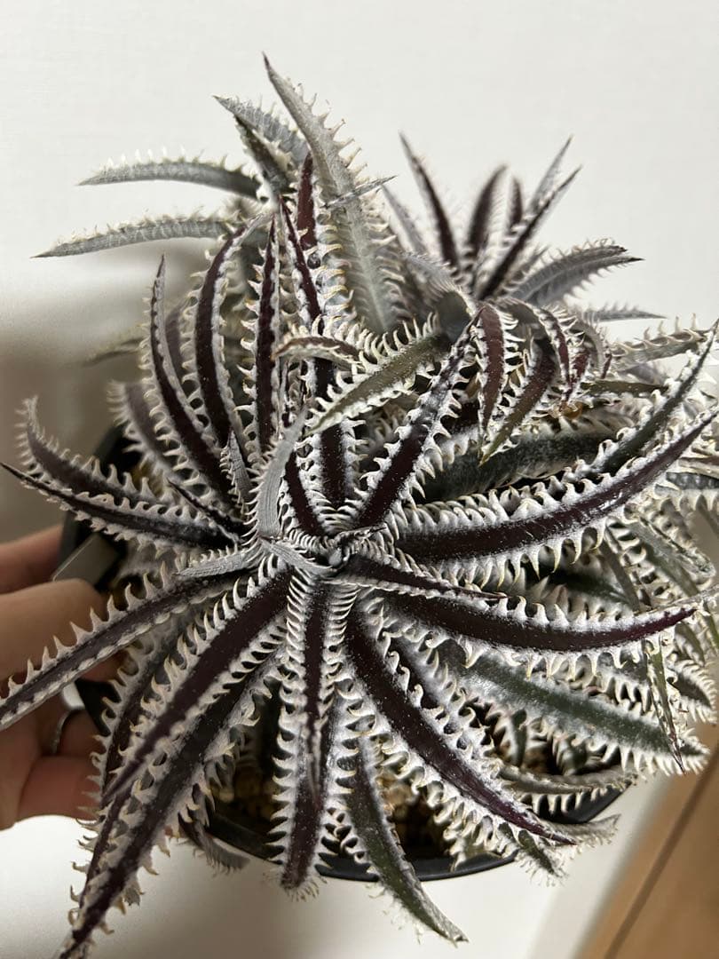 ブロメリア・エアープランツ Dyckia Smilodon amazonico hybrid
