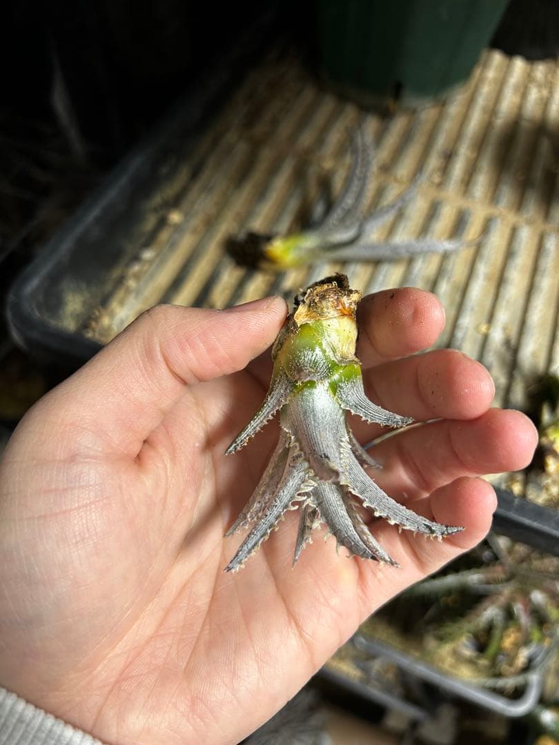 ブロメリア・エアープランツ Dyckia Smilodon amazonico hybrid