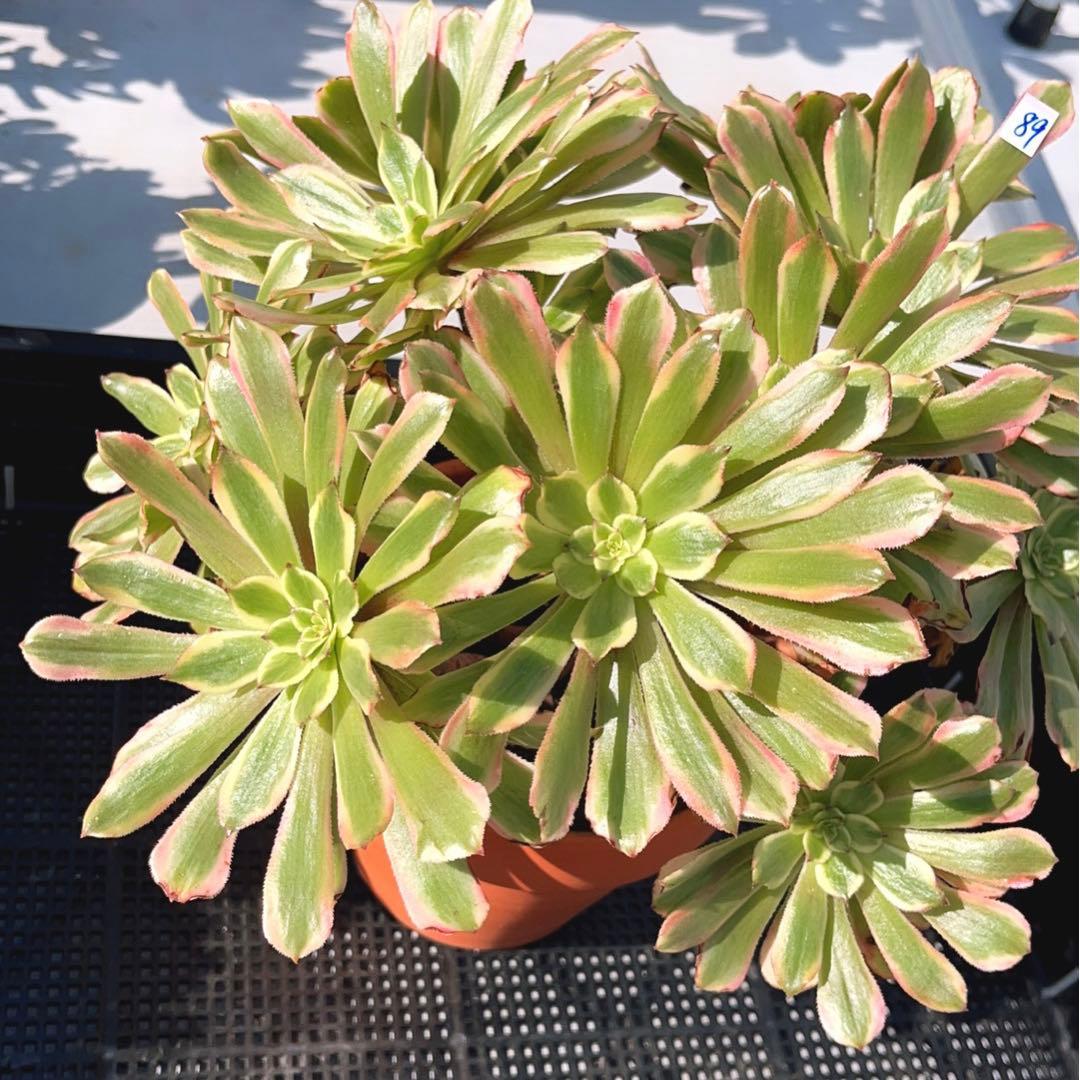 89#多肉植物アエオニウム錦❤️ キャンディパウダリー ❤️10頭32cm拔き苗