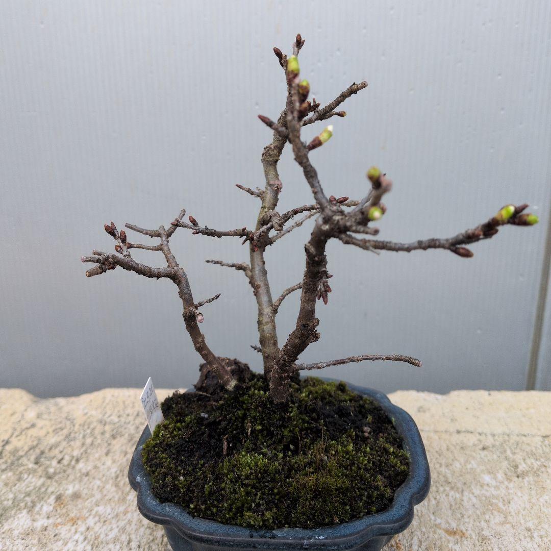 さくら株立ち、つぼみ付き