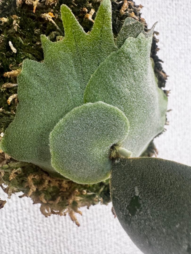 P. willinckii 'OMG'spore コルク　ビカクシダ