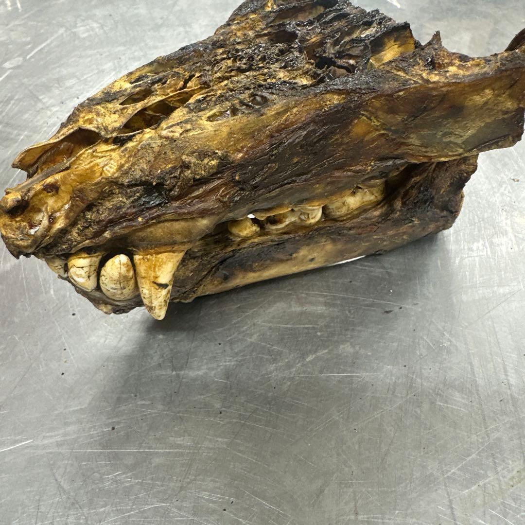ヒグマ　熊の牙