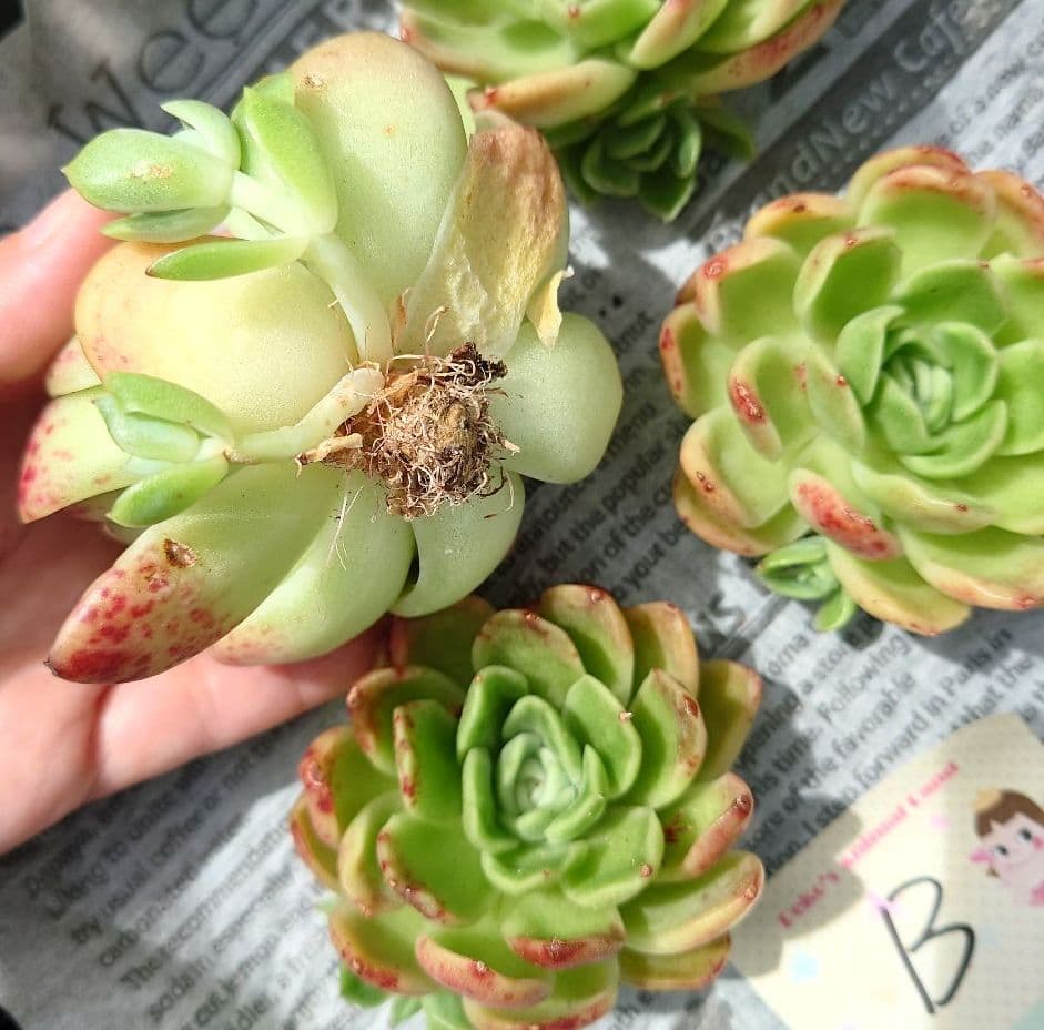 多肉植物 ラズアガ 4個 大きめ【B】