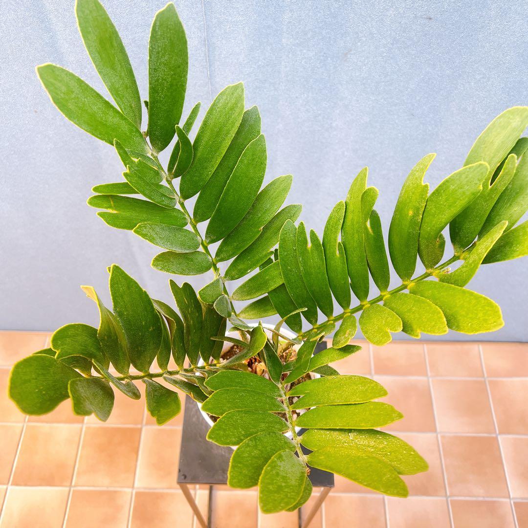現品　ソテツ　蘇轍　ザミア　ドライガーデン　1番　地植え　インテリアグリーン