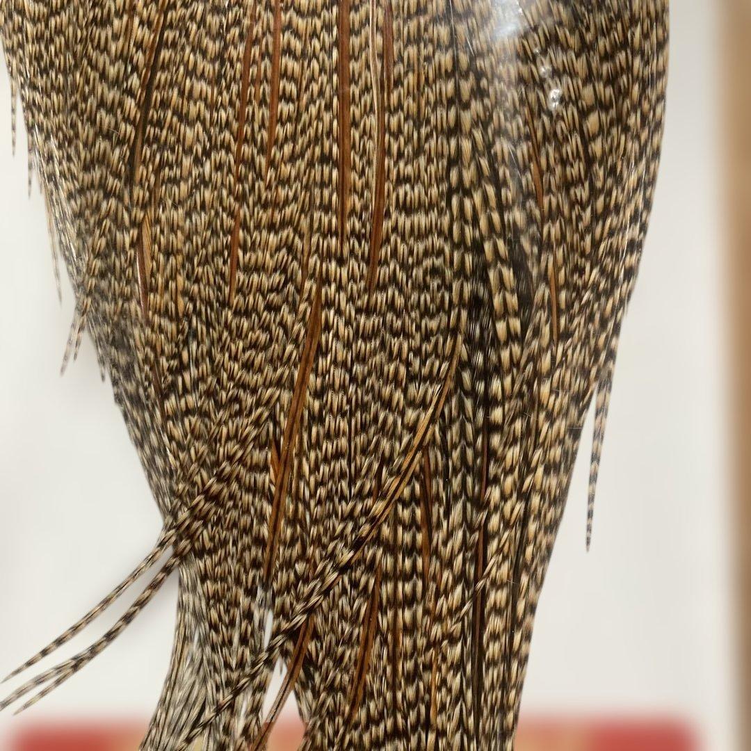 Whiting Bronz Cape Cree希少カラー