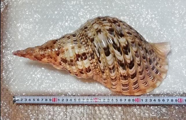 特大　貝　貝殻　置物　縁起物　魔除け　財運 オブジェ　アンティーク　コレクション