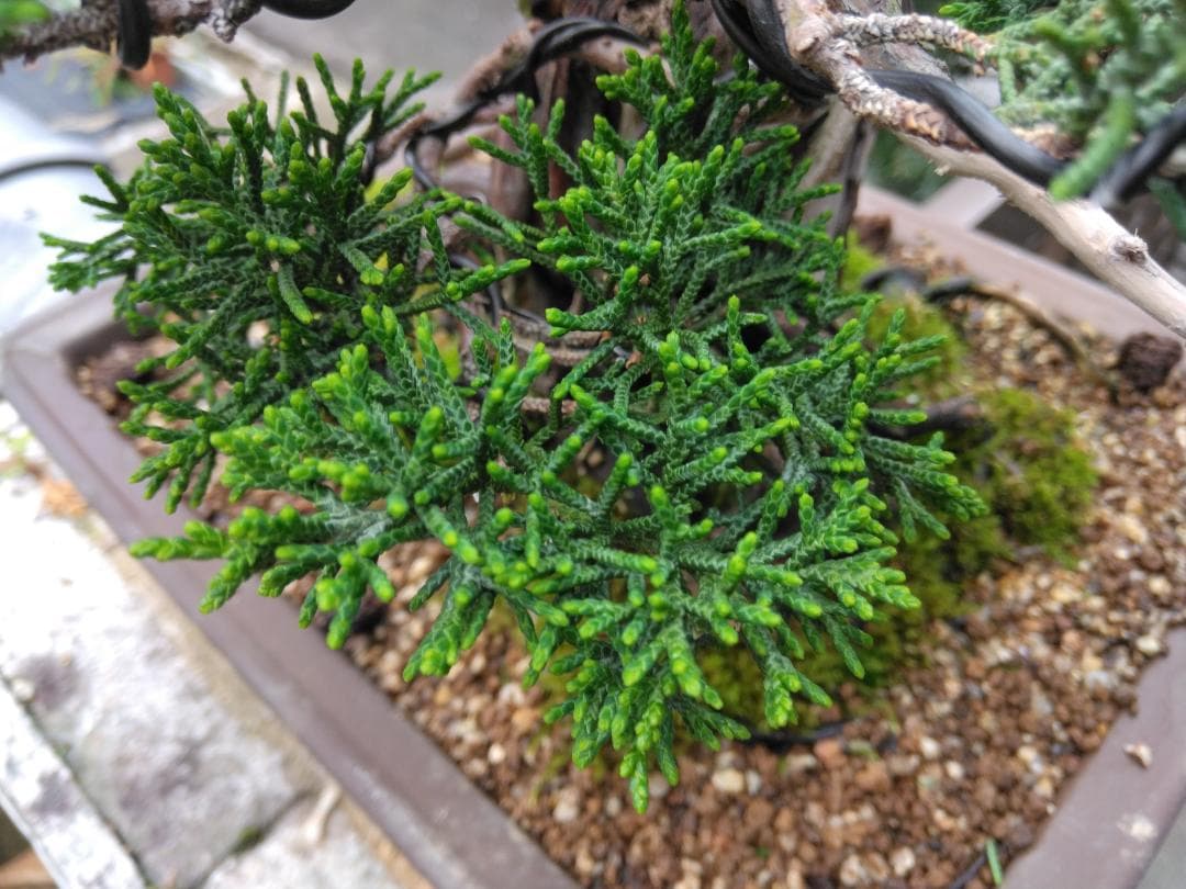 紀州真柏(確認用)