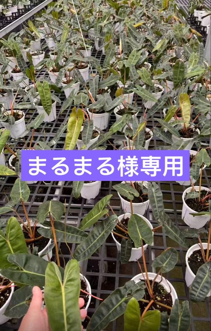 【まるまる】