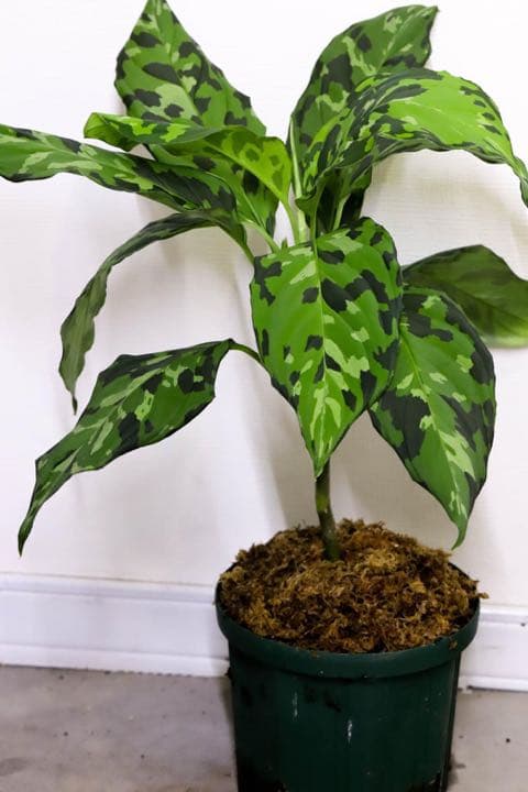 Aglaonema pictum白玉親株（アグラオネマ白玉）