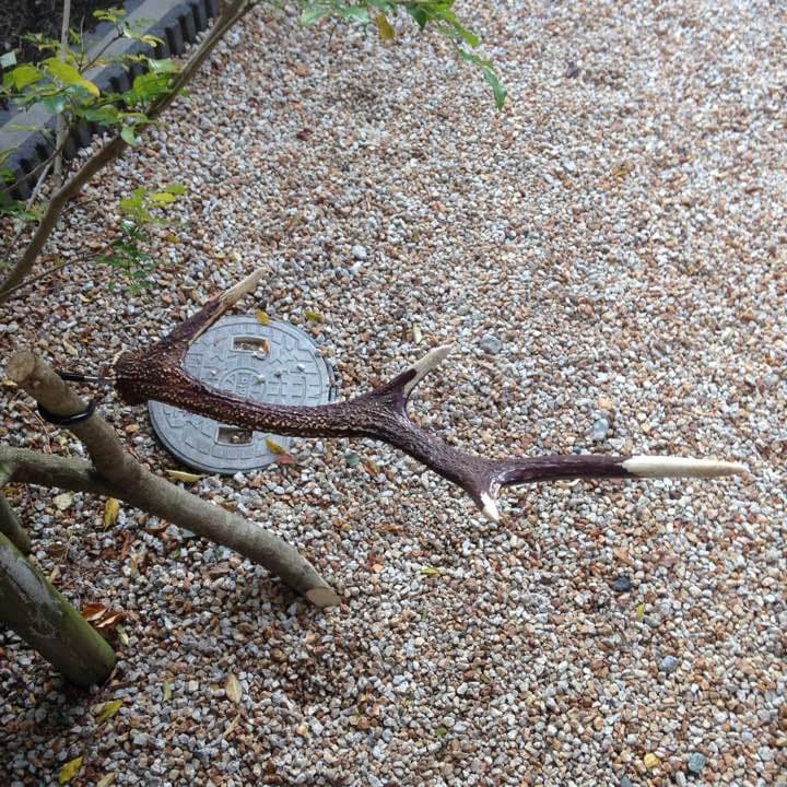 ランタンフック