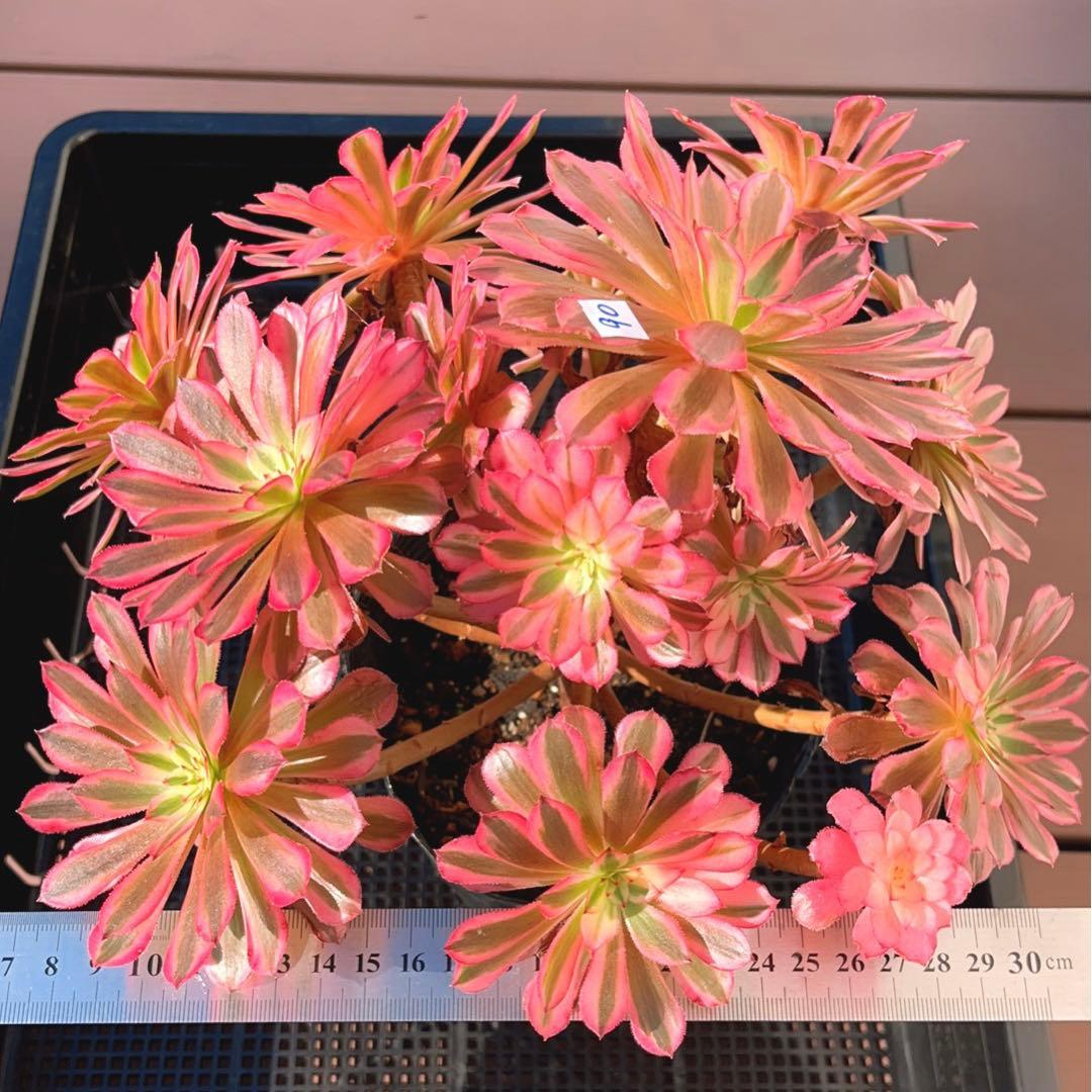 90#多肉植物アエオニウム錦❤️ かぐや ❤️1大頭12小頭27cm拔き苗