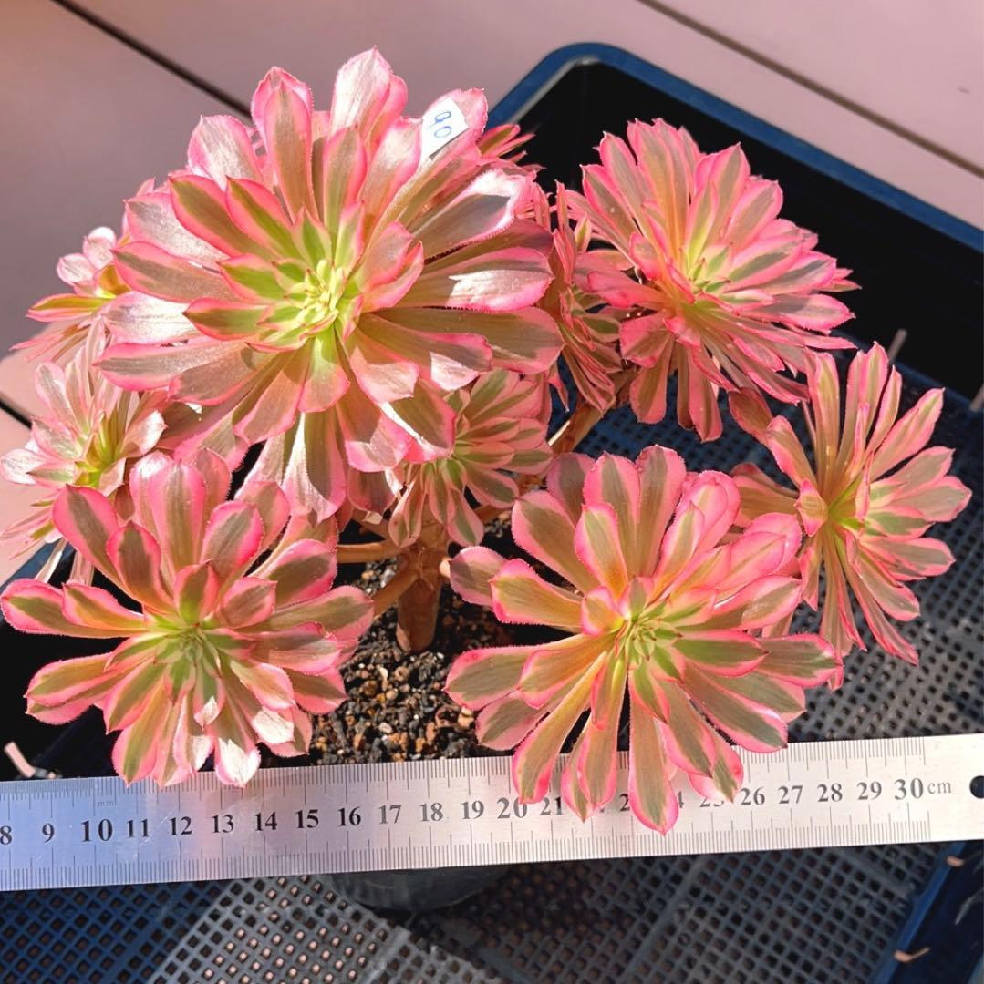 90#多肉植物アエオニウム錦❤️ かぐや ❤️1大頭12小頭27cm拔き苗