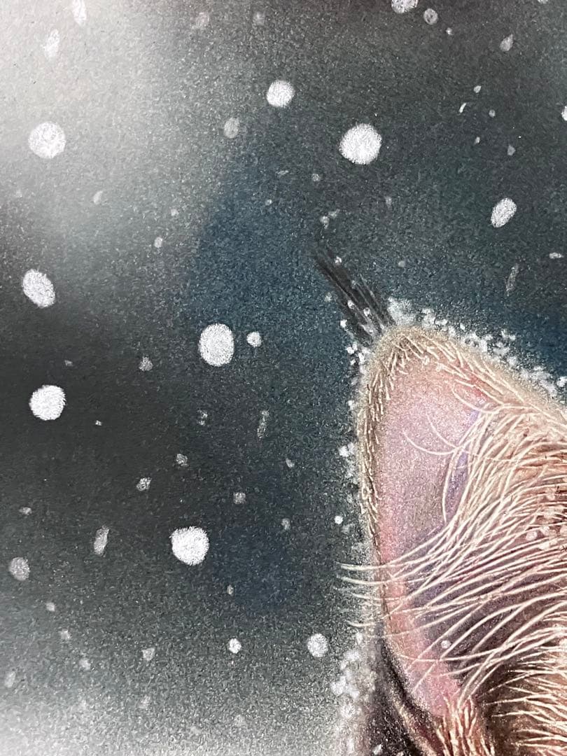 満天の雪 色鉛筆画 パステル