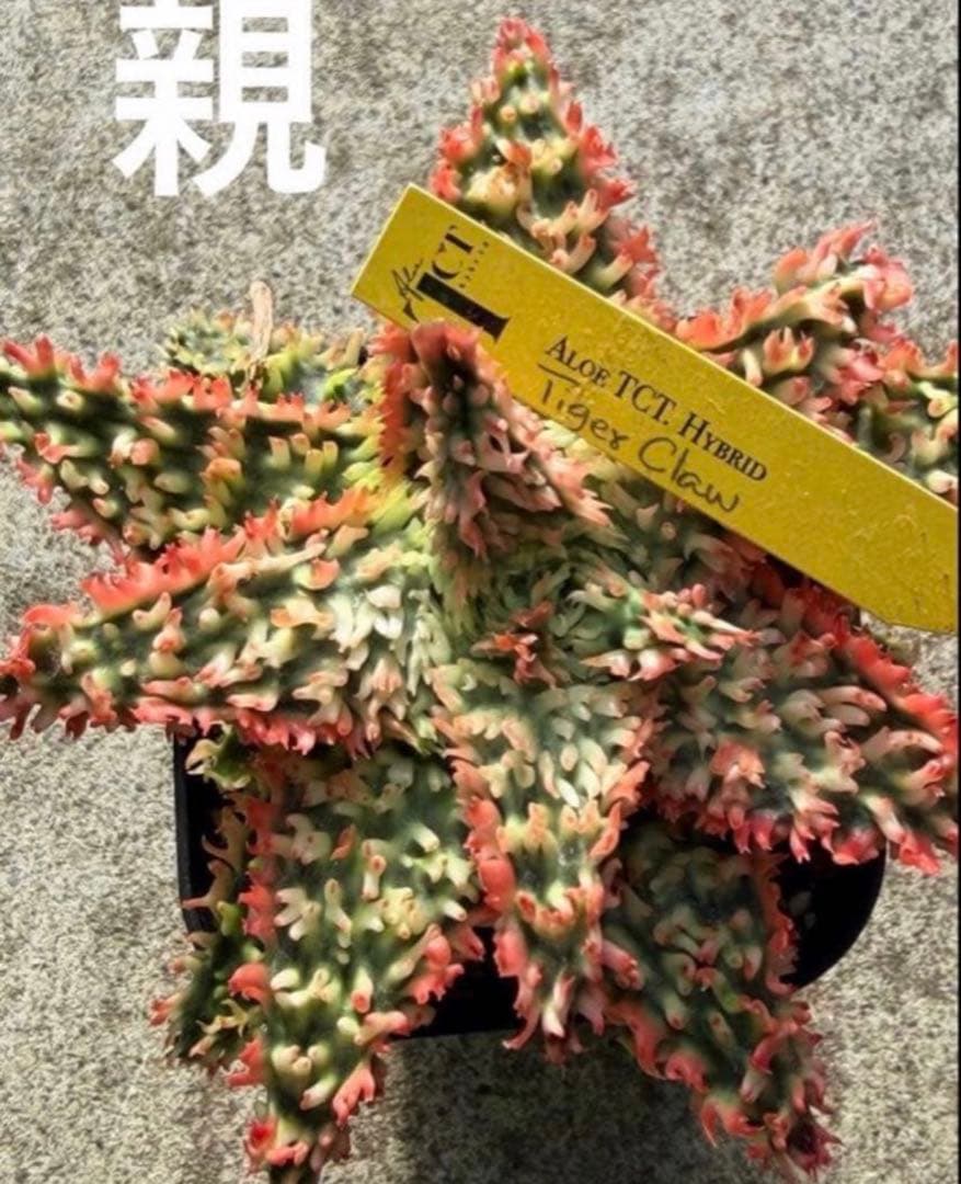 アロエ　ハイブリッド“tiger claw　Aloe hybrid 子株　第四種