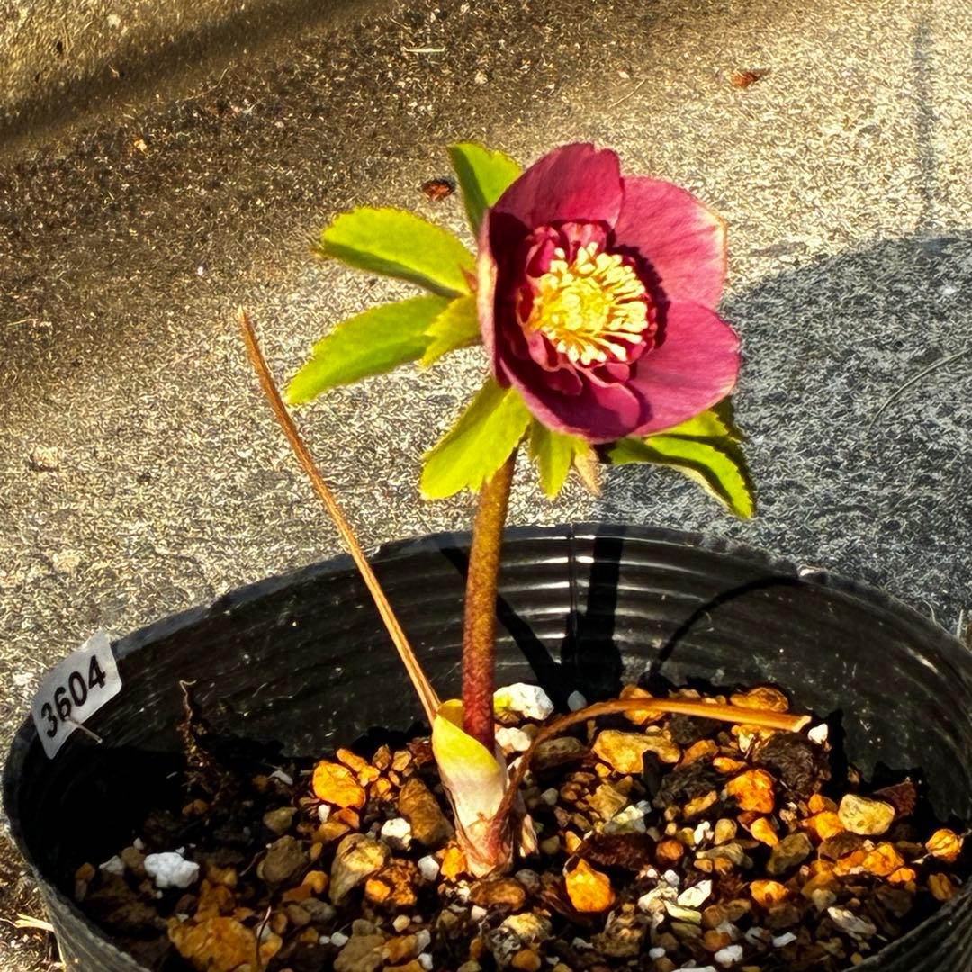 m*i様 3604☘️蕾花付き☘️極上☘️⭐️小輪⭐️ ハートSD⭐️オーレア⭐