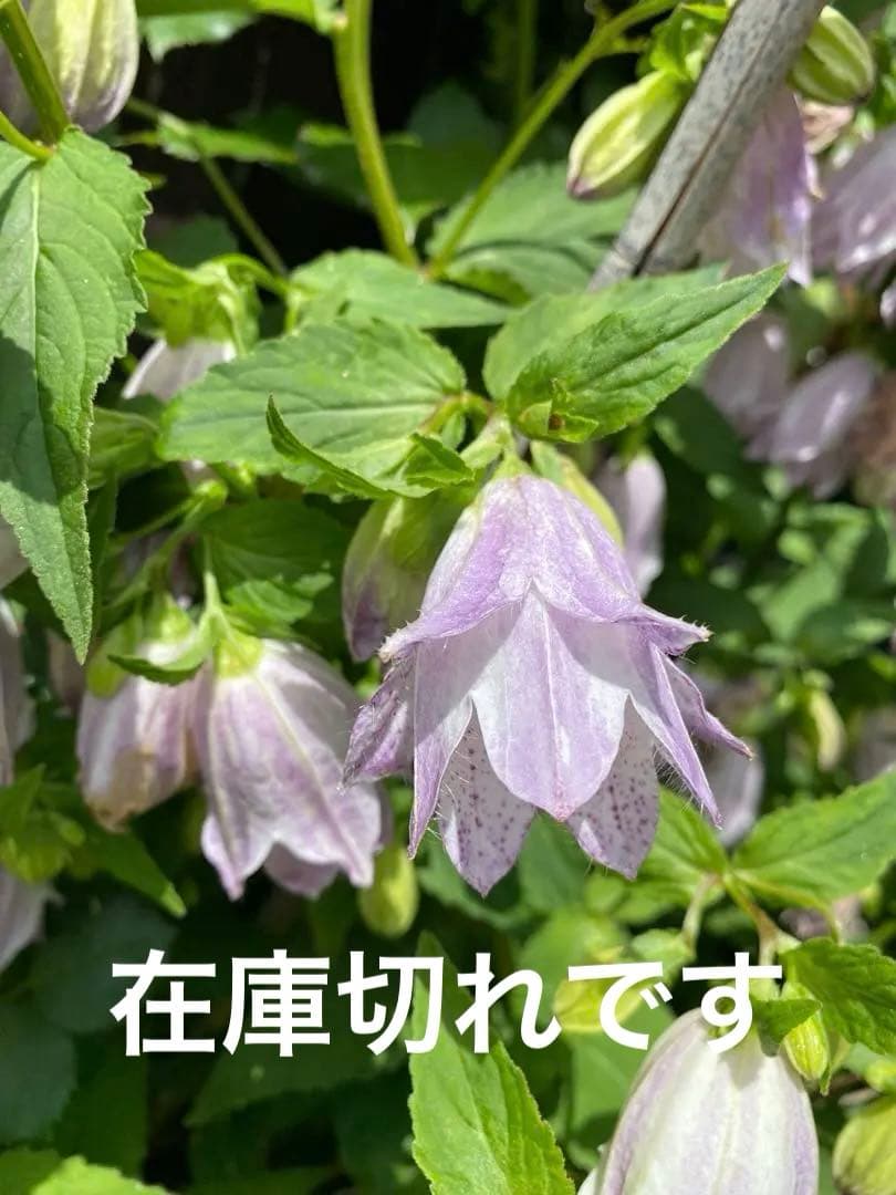 おまけ苗